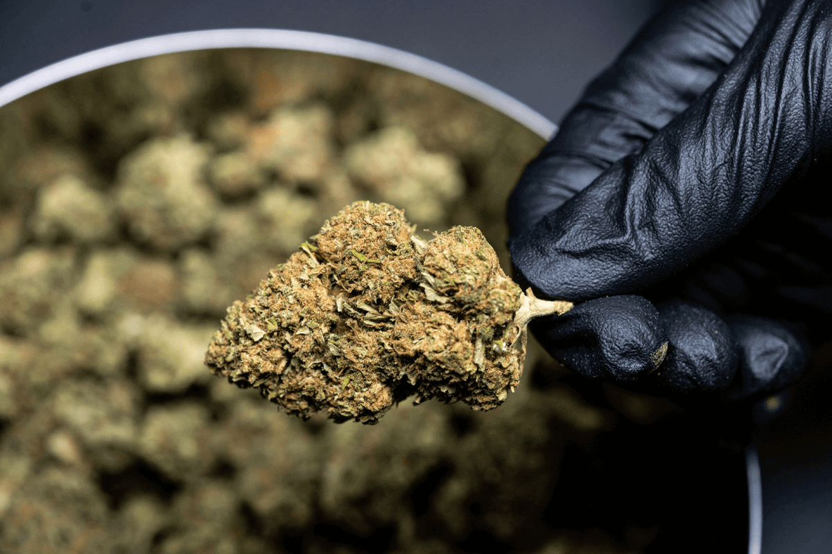 CBD Aromablüten von Code be Calm – Nutzhanfblüte in der Hand